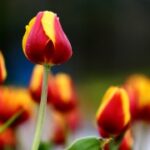 胜天国际H5的内容创作与传播策略 05vopxj0q