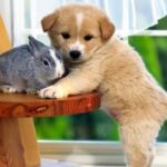 赏金国际平台的用户注册流程详解 te6em